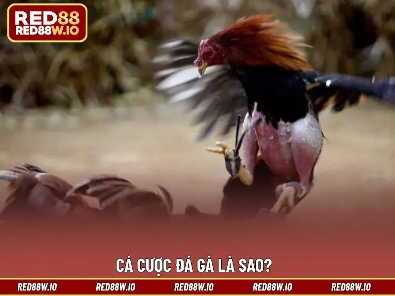 Cá Cược Đá Gà - Hình Thức Giải Trí Thú Vị Đáng Chơi - melagi