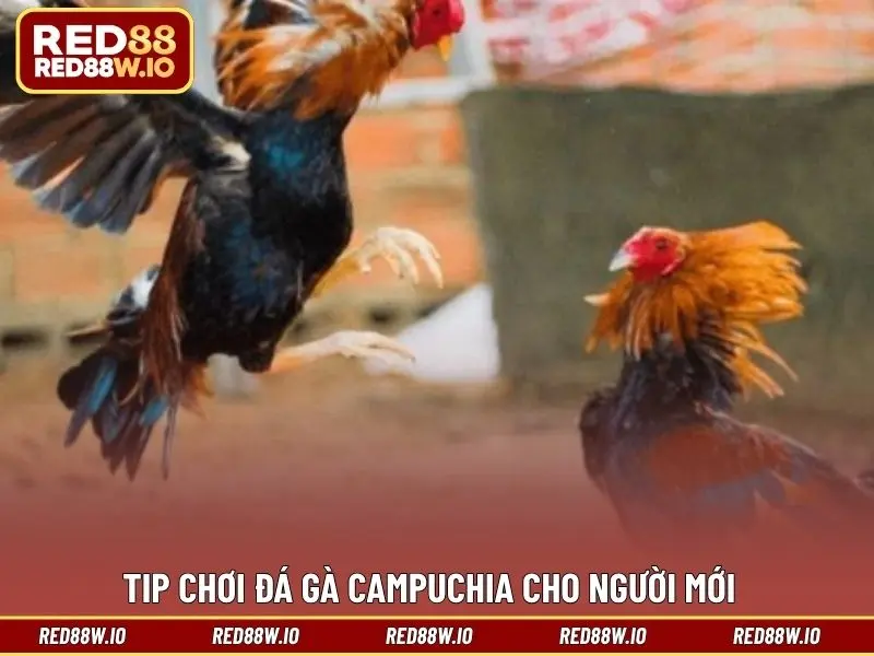 Đá Gà Campuchia – Hình Thức Giải Trí Thú Vị Và Hấp Dẫn - melagi