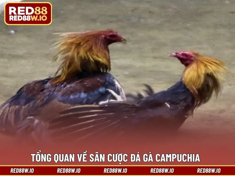 Đá Gà Campuchia – Hình Thức Giải Trí Thú Vị Và Hấp Dẫn - melagi