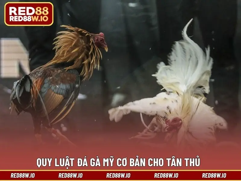 Đá Gà Mỹ – Sân Chơi Cá Cược Thú Vị Và Đỉnh Cao Nhất - melagi