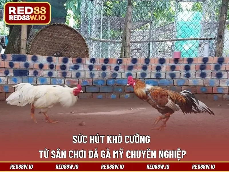 Đá Gà Mỹ – Sân Chơi Cá Cược Thú Vị Và Đỉnh Cao Nhất - melagi