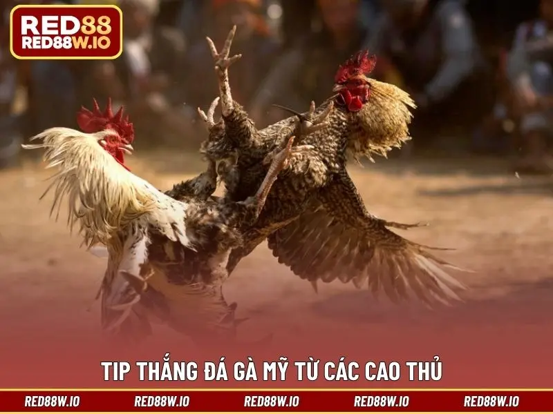 Đá Gà Mỹ – Sân Chơi Cá Cược Thú Vị Và Đỉnh Cao Nhất - melagi
