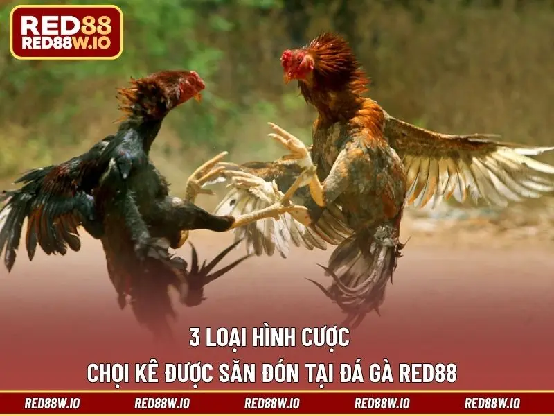 Đá Gà RED88 - Tất Tần Tật Điều Thú Vị Về Sảnh Đá Kê - melagi