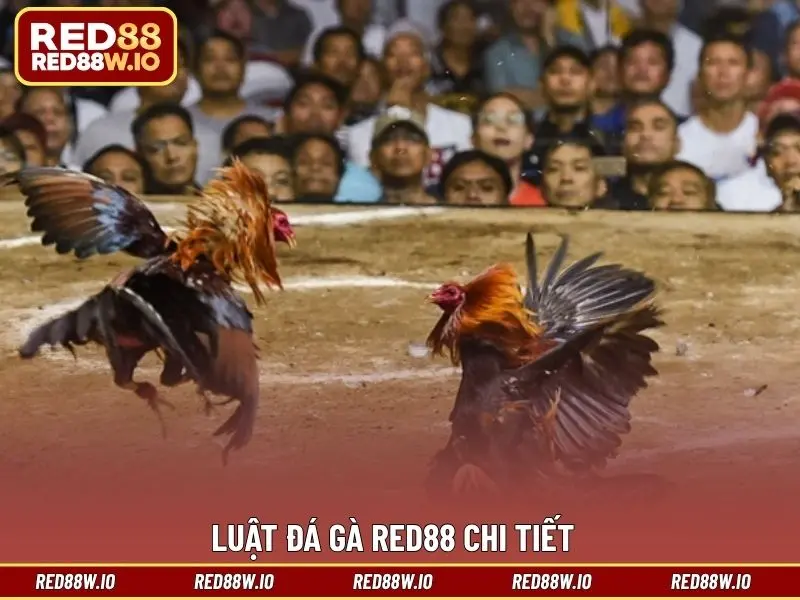Đá Gà RED88 - Tất Tần Tật Điều Thú Vị Về Sảnh Đá Kê - melagi