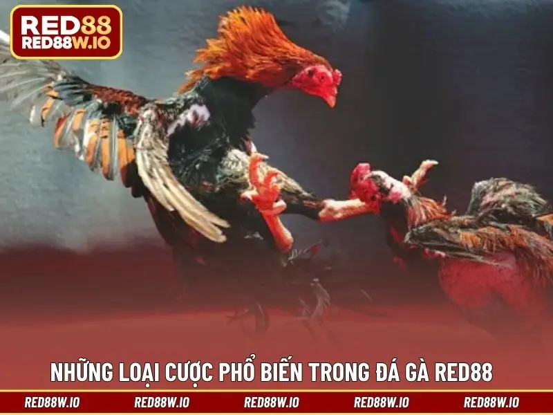 Đá Gà RED88 - Tất Tần Tật Điều Thú Vị Về Sảnh Đá Kê - melagi