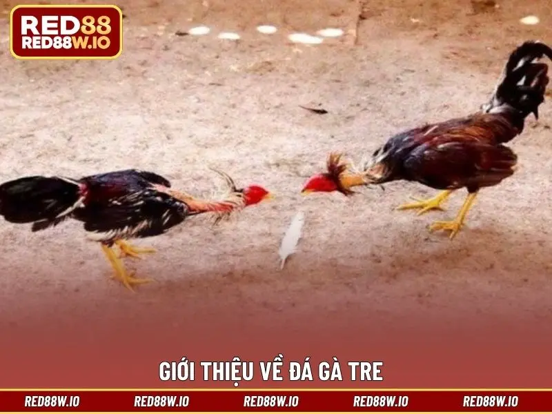 Đá Gà Tre – Hình Thức Giải Trí Thú Vị Và Đáng Để Thử - melagi