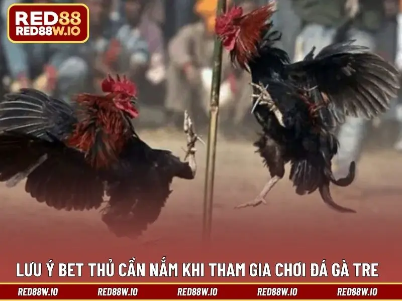 Đá Gà Tre – Hình Thức Giải Trí Thú Vị Và Đáng Để Thử - melagi
