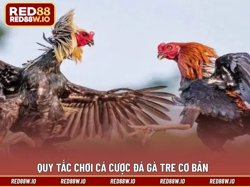 Đá Gà Tre – Hình Thức Giải Trí Thú Vị Và Đáng Để Thử - melagi