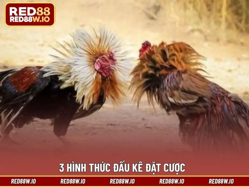 Kèo Đá Gà Phổ Biến Nhất Hiện Nay Tại Nhà Cái RED88 - melagi