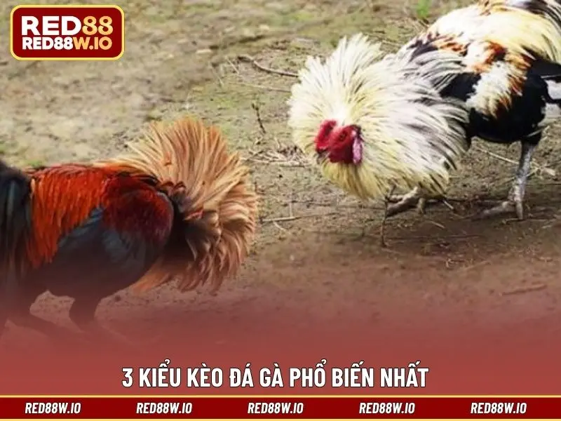Kèo Đá Gà Phổ Biến Nhất Hiện Nay Tại Nhà Cái RED88 - melagi