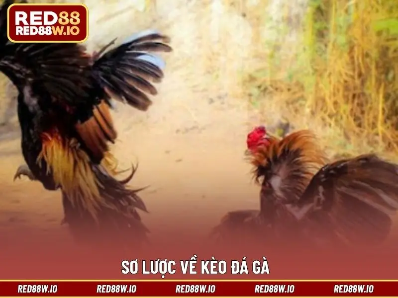 Kèo Đá Gà Phổ Biến Nhất Hiện Nay Tại Nhà Cái RED88 - melagi