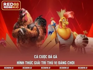 Đá Gà RED88 - Tất Tần Tật Điều Thú Vị Về Sảnh Đá Kê - melagi