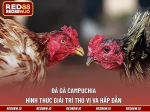 Đá Gà RED88 - Tất Tần Tật Điều Thú Vị Về Sảnh Đá Kê - melagi