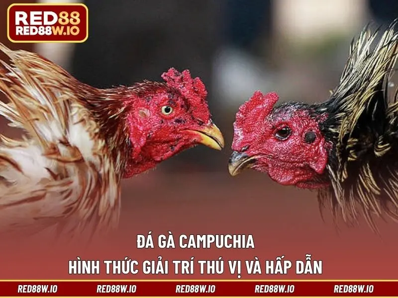 Kèo Đá Gà Phổ Biến Nhất Hiện Nay Tại Nhà Cái RED88 - melagi