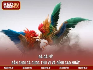 Đá Gà RED88 - Tất Tần Tật Điều Thú Vị Về Sảnh Đá Kê - melagi