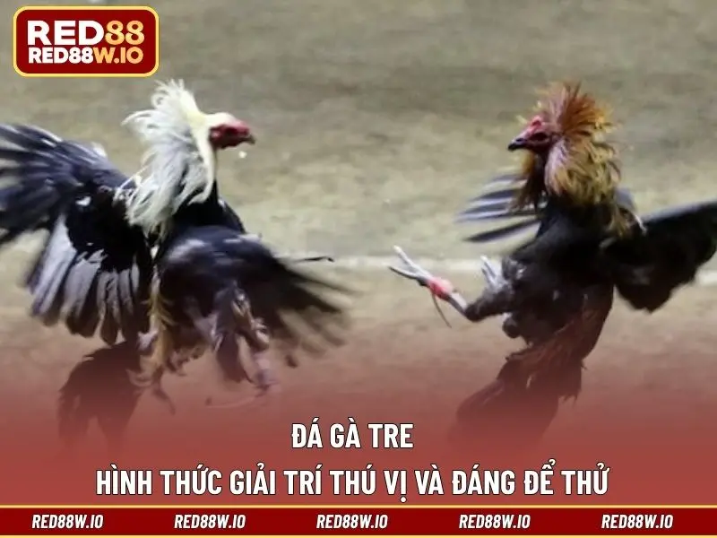 Kèo Đá Gà Phổ Biến Nhất Hiện Nay Tại Nhà Cái RED88 - melagi