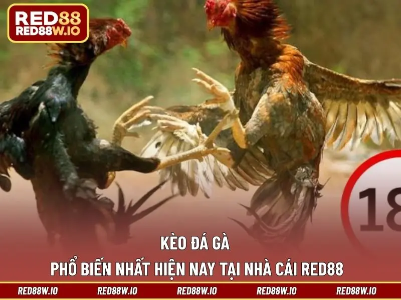 Kèo Đá Gà Phổ Biến Nhất Hiện Nay Tại Nhà Cái RED88 - melagi