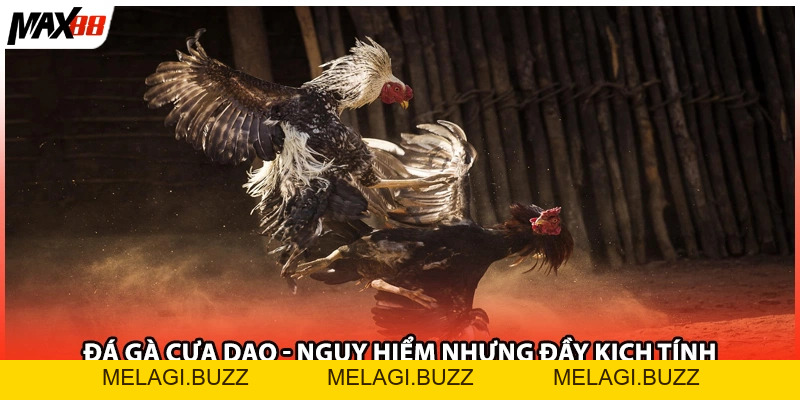 Đá Gà Cựa Dao| Chọi Kịch Tính Và Thử Thách Max88 2026 - melagi