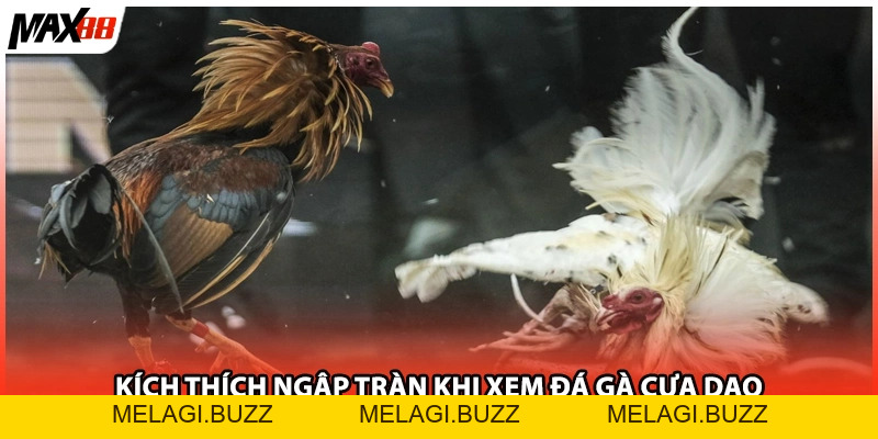 Đá Gà Cựa Dao| Chọi Kịch Tính Và Thử Thách Max88 2026 - melagi