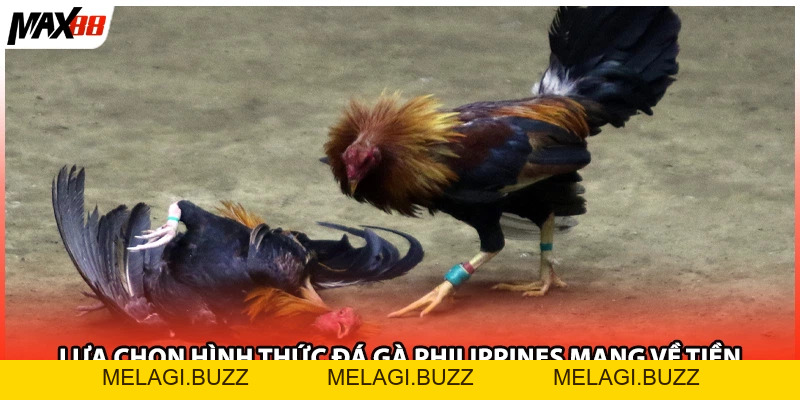 Xem Đá Gà Philippines Max88 Với Những Trận Đấu Gay Cấn - melagi