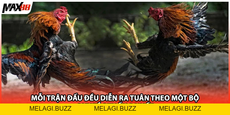Xem Đá Gà CP2 Max88| Kênh Cược Trực Tuyến Hấp Dẫn TOP 1 - melagi