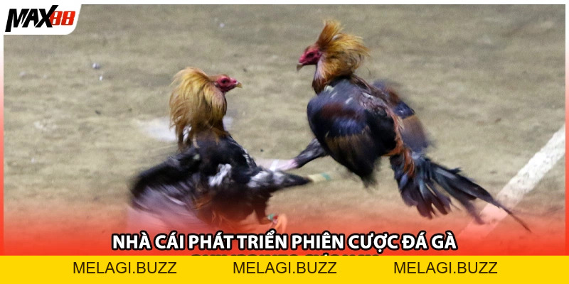 Xem Đá Gà Philippines Max88 Với Những Trận Đấu Gay Cấn - melagi