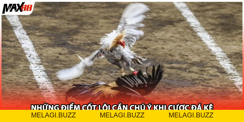 Đá Gà Cựa Dao| Chọi Kịch Tính Và Thử Thách Max88 2026 - melagi
