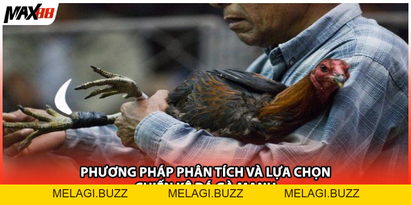Sảnh Đá Gà Trực Tuyến Chi Tiết Nhất| Cẩm Nang Max88 - melagi