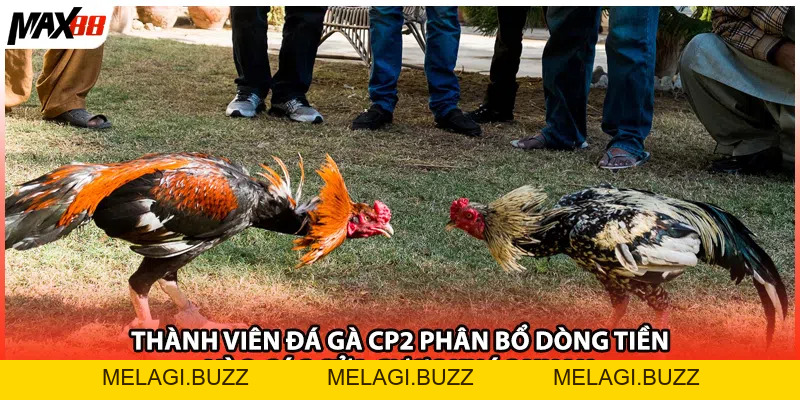 Xem Đá Gà CP2 Max88| Kênh Cược Trực Tuyến Hấp Dẫn TOP 1 - melagi