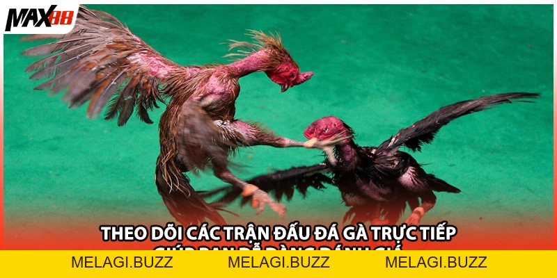 Sảnh Đá Gà Trực Tuyến Chi Tiết Nhất| Cẩm Nang Max88 - melagi