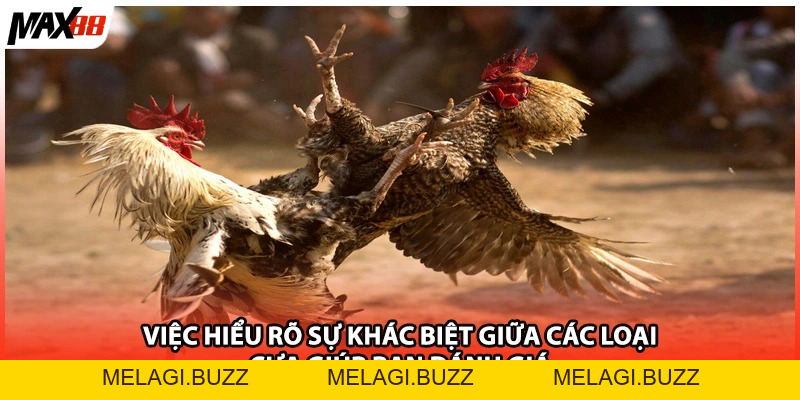Sảnh Đá Gà Trực Tuyến Chi Tiết Nhất| Cẩm Nang Max88 - melagi